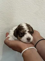 Douglas, a male Bernedoodle and Miniature Bernedoodle for sale in Longmont, CO – 10 of 10