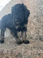 Toby, a male Poodle - Miniature  and Poodle - Standard  for sale in Longmont, CO – 7 of 8