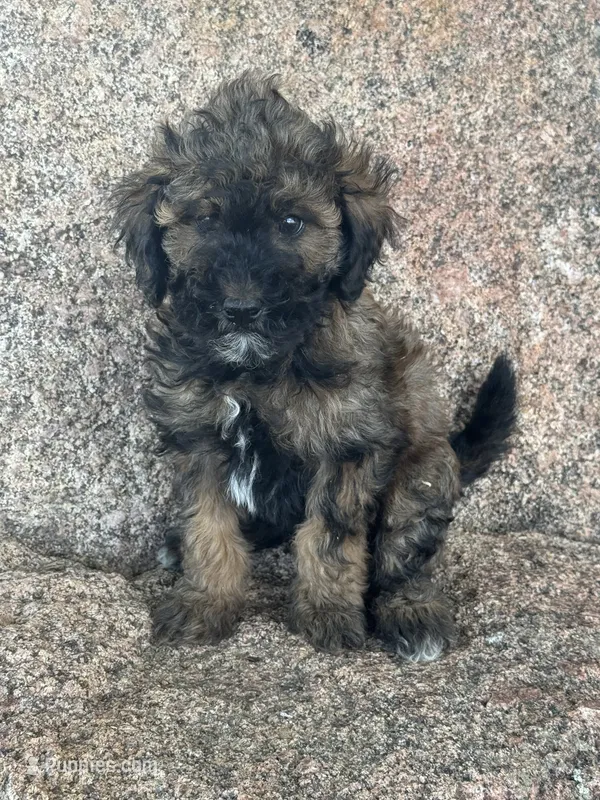 Button - phantom female – Poodle - Miniature , Poodle - Standard  puppy for sale in Longmont, CO