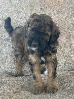 Bean - Red Phantom female , a female Poodle - Miniature  and Poodle - Standard  for sale in Longmont, CO – 3 of 8
