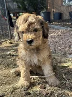 Dutton, a male Bernedoodle and Miniature Bernedoodle for sale in Longmont, CO – 4 of 10