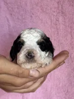 Love, a female Bernedoodle and Miniature Bernedoodle for sale in Longmont, CO – 6 of 10
