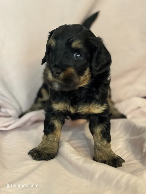 Cordell – Bernedoodle, Miniature Bernedoodle puppy for sale in Longmont, CO