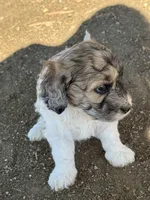Hafnhalf, a female Bernedoodle and Miniature Bernedoodle for sale in Longmont, CO – 7 of 10