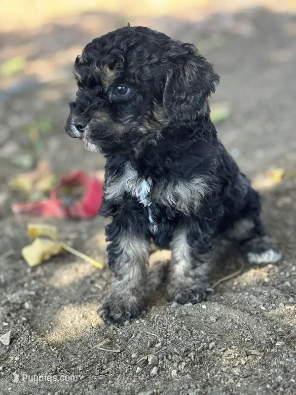 Theo – Bernedoodle, Miniature Bernedoodle puppy for sale in Longmont, CO