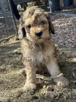 Dutton, a male Bernedoodle and Miniature Bernedoodle for sale in Longmont, CO – 5 of 10
