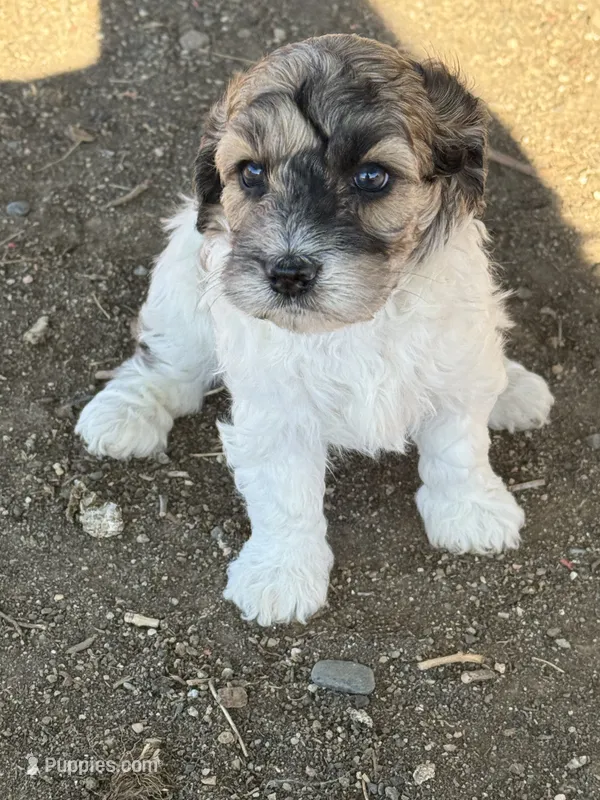 Hafnhalf – Bernedoodle, Miniature Bernedoodle puppy for sale in Longmont, CO
