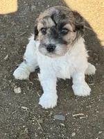 Hafnhalf, a female Bernedoodle and Miniature Bernedoodle for sale in Longmont, CO – 4 of 10