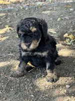 Venice , a female Bernedoodle and Miniature Bernedoodle for sale in Longmont, CO – 3 of 10