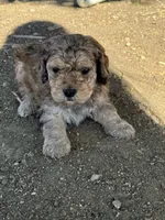 Dutton, a male Bernedoodle and Miniature Bernedoodle for sale in Longmont, CO – 7 of 10
