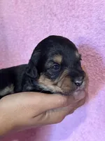 Surprise, a female Pembroke Welsh Corgi and Poodle - Miniature  for sale in Longmont, CO – 3 of 9