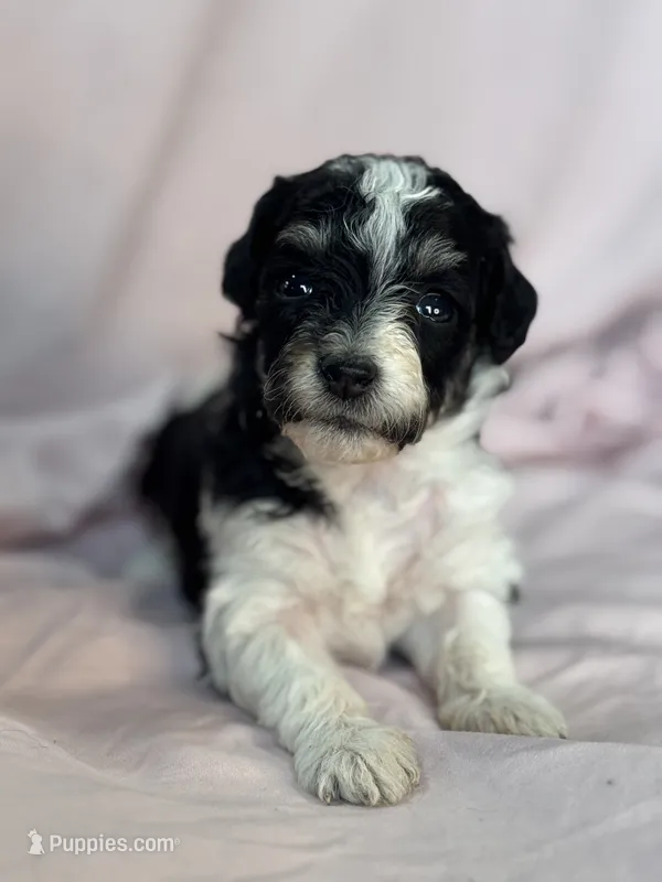 Oreo – Bernedoodle, Miniature Bernedoodle puppy for sale in Longmont, CO
