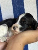 Bruno, a male Bernedoodle and Miniature Bernedoodle for sale in Longmont, CO – 8 of 9