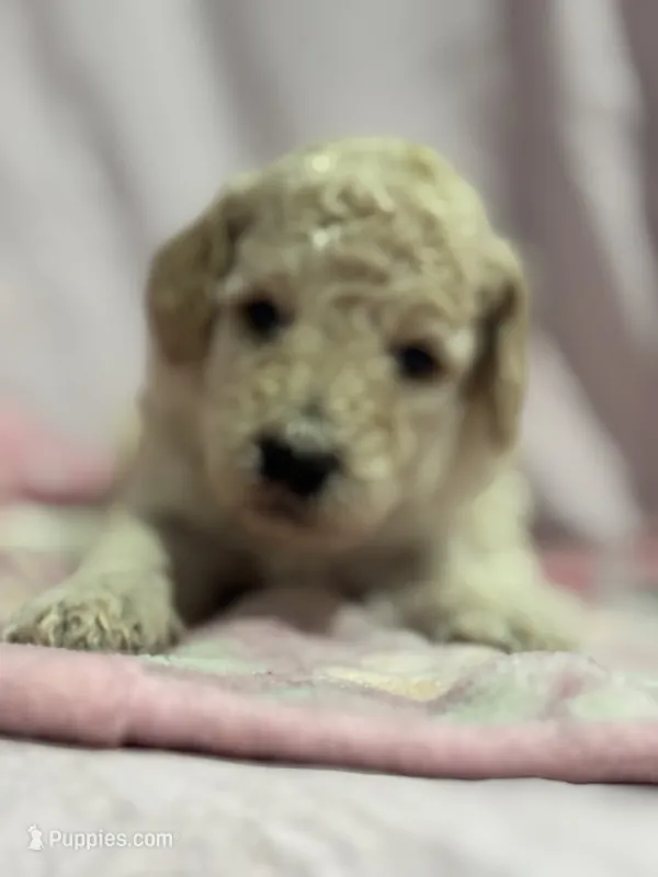 Cream female  – Poodle - Miniature , Poodle - Standard  puppy for sale in Longmont, CO