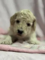 Cream female , a female Poodle - Miniature  and Poodle - Standard  for sale in Longmont, CO – 1 of 10