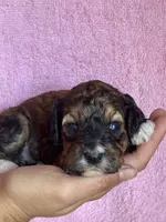 Copper, a female Bernedoodle and Miniature Bernedoodle for sale in Longmont, CO – 3 of 10