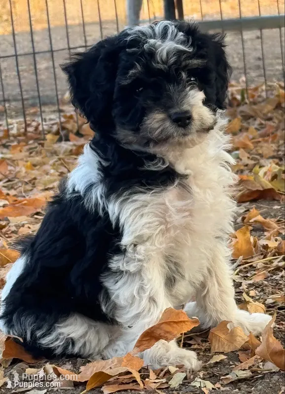 Oreo – Bernedoodle, Miniature Bernedoodle puppy for sale in Longmont, CO