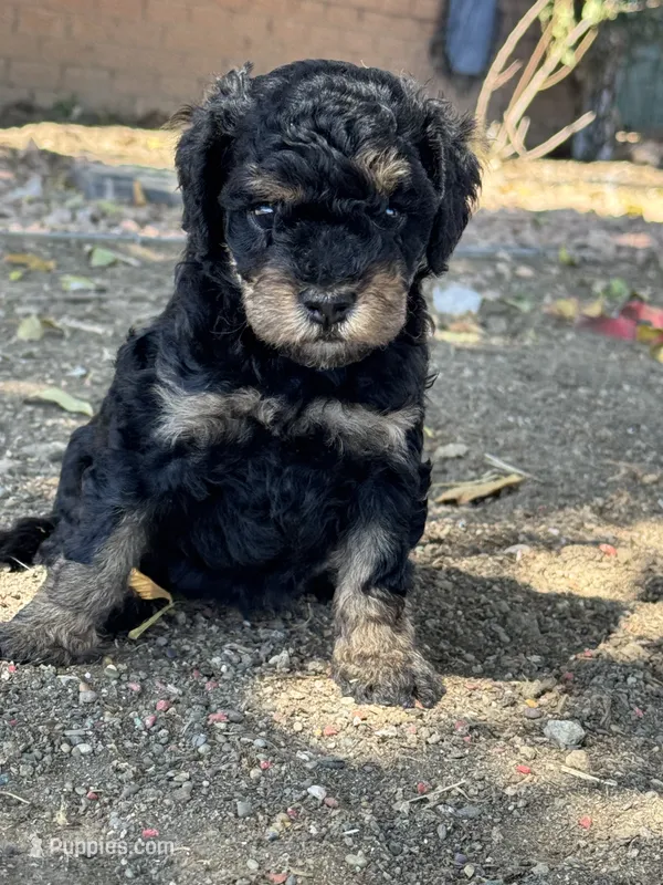 Venice  – Bernedoodle, Miniature Bernedoodle puppy for sale in Longmont, CO