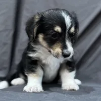Will, a male Pembroke Welsh Corgi and Poodle - Miniature  for sale in Longmont, CO – Photo 7 of 10
