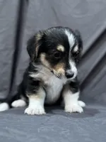 Will, a male Pembroke Welsh Corgi and Poodle - Miniature  for sale in Longmont, CO – Photo 7 of 10