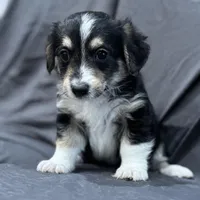Will, a male Pembroke Welsh Corgi and Poodle - Miniature  for sale in Longmont, CO – Photo 8 of 10