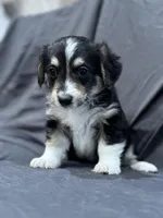 Will, a male Pembroke Welsh Corgi and Poodle - Miniature  for sale in Longmont, CO – Photo 8 of 10
