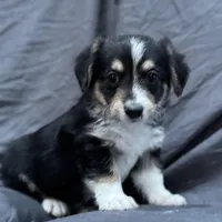 Will, a male Pembroke Welsh Corgi and Poodle - Miniature  for sale in Longmont, CO – Photo 3 of 10