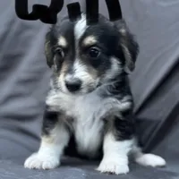 Will, a male Pembroke Welsh Corgi and Poodle - Miniature  for sale in Longmont, CO – Photo 2 of 10