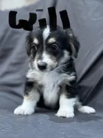 Will, a male Pembroke Welsh Corgi and Poodle - Miniature  for sale in Longmont, CO – Photo 2 of 10