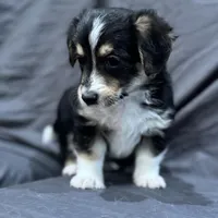 Will, a male Pembroke Welsh Corgi and Poodle - Miniature  for sale in Longmont, CO – Photo 9 of 10