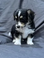 Will, a male Pembroke Welsh Corgi and Poodle - Miniature  for sale in Longmont, CO – Photo 9 of 10