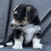 Will, a male Pembroke Welsh Corgi and Poodle - Miniature  for sale in Longmont, CO – Photo 6 of 10