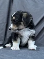 Will, a male Pembroke Welsh Corgi and Poodle - Miniature  for sale in Longmont, CO – Photo 6 of 10