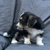 Will, a male Pembroke Welsh Corgi and Poodle - Miniature  for sale in Longmont, CO – Photo 4 of 10