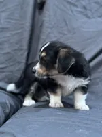 Will, a male Pembroke Welsh Corgi and Poodle - Miniature  for sale in Longmont, CO – Photo 4 of 10