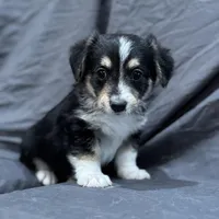 Will, a male Pembroke Welsh Corgi and Poodle - Miniature  for sale in Longmont, CO – Photo 10 of 10