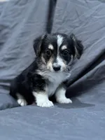 Will, a male Pembroke Welsh Corgi and Poodle - Miniature  for sale in Longmont, CO – Photo 10 of 10