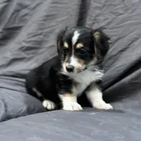 Will, a male Pembroke Welsh Corgi and Poodle - Miniature  for sale in Longmont, CO – Photo 5 of 10