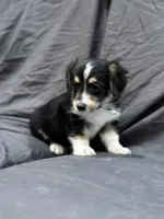 Will, a male Pembroke Welsh Corgi and Poodle - Miniature  for sale in Longmont, CO – Photo 5 of 10