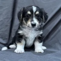 Will, a male Pembroke Welsh Corgi and Poodle - Miniature  for sale in Longmont, CO – Photo 1 of 10