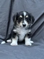 Will, a male Pembroke Welsh Corgi and Poodle - Miniature  for sale in Longmont, CO – Photo 1 of 10