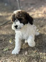 Butterfly, a female Bernedoodle and Miniature Bernedoodle for sale in Longmont, CO – 3 of 10