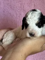 Love, a female Bernedoodle and Miniature Bernedoodle for sale in Longmont, CO – 3 of 10