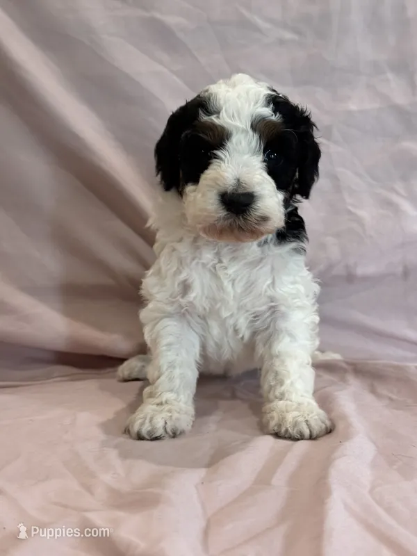 Ashland – Bernedoodle, Miniature Bernedoodle puppy on hold in Longmont, CO