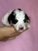 Love, a female Bernedoodle and Miniature Bernedoodle for sale in Longmont, CO – 10 of 10
