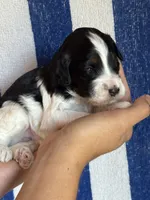 Bruno, a male Bernedoodle and Miniature Bernedoodle for sale in Longmont, CO – 2 of 9