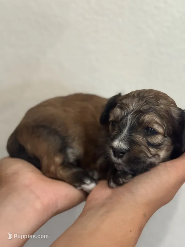 Duncan – Bernedoodle, Miniature Bernedoodle puppy for sale in Longmont, CO