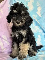 Arianna , a female Poodle - Standard  for sale in Longmont, CO – 6 of 10