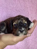 Copper, a female Bernedoodle and Miniature Bernedoodle for sale in Longmont, CO – 2 of 10