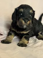 Venice , a female Bernedoodle and Miniature Bernedoodle for sale in Longmont, CO – 9 of 10